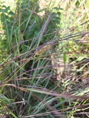 Setaria viridis major