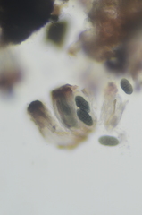 Rhizocarpon geminatum
