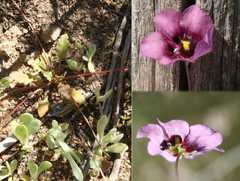 Diascia diffusa