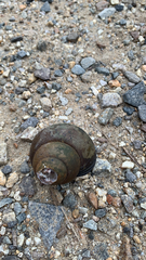 Cipangopaludina chinensis