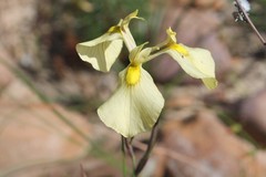 Moraea cooperi