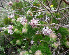 Paranomus abrotanifolius