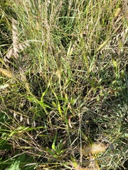 Setaria viridis major