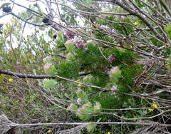 Paranomus abrotanifolius