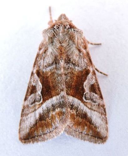 Hexorthodes citeria