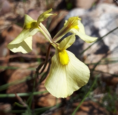 Moraea cooperi
