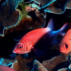Sargocentron caudimaculatum