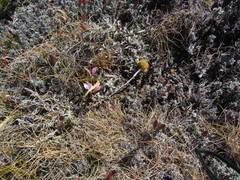 Hesperantha schelpeana