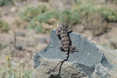 Six-Banded Patagonian Lizard photo 3