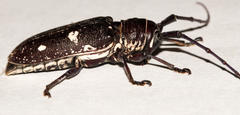 Prosopocera aspersa
