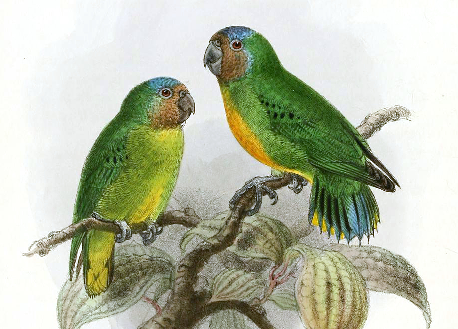 Geelvink Pygmy-Parrot
