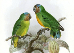 Geelvink Pygmy-Parrot photo 1