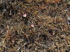 Hesperantha schelpeana