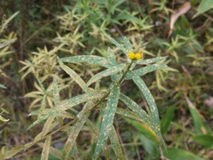 Euthamia graminifolia nuttallii