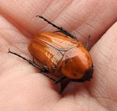 Leucocelis rubra