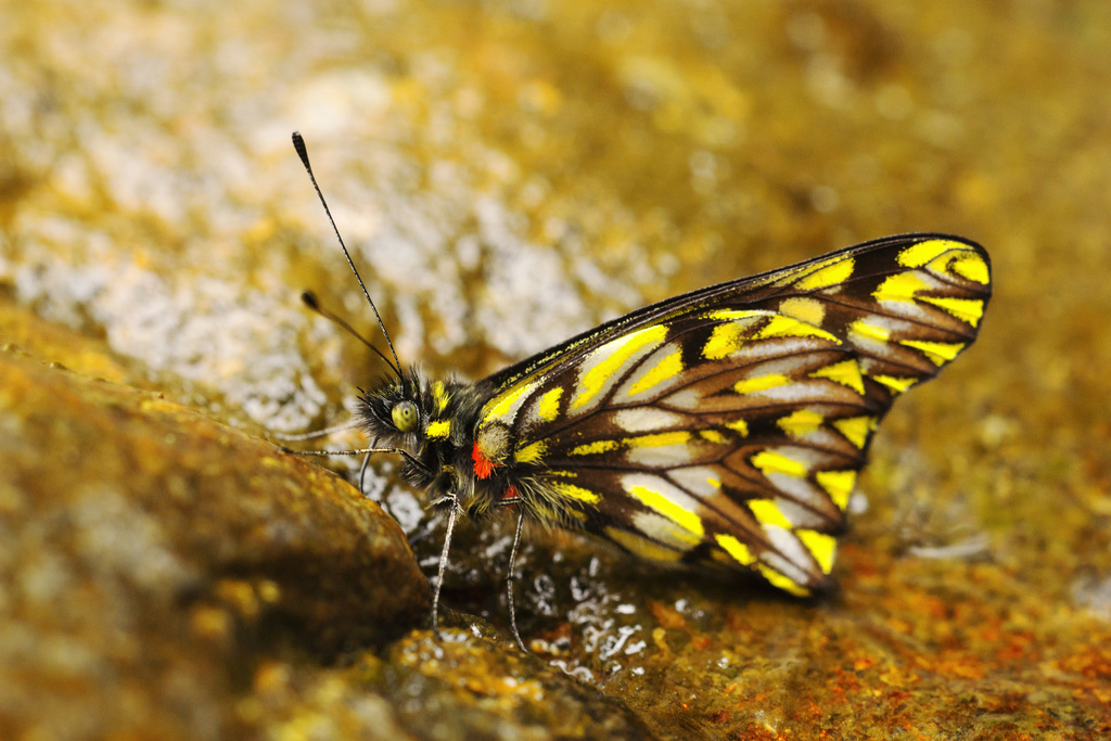 Catasticta frontina