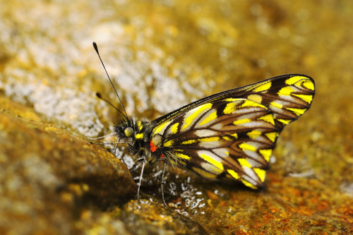 Catasticta frontina