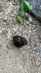 Cipangopaludina chinensis