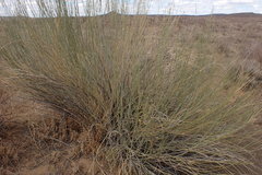 Gomphocarpus filiformis