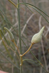 Gomphocarpus filiformis