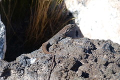 Liolaemus austromendocinus