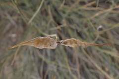 Gomphocarpus filiformis