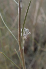 Gomphocarpus filiformis