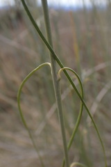 Gomphocarpus filiformis