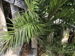 Arecaceae