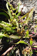 Rumex palustris