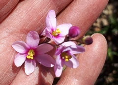 Ixia erubescens