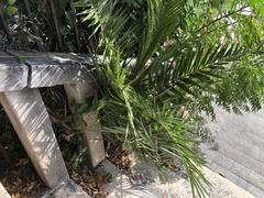 Arecaceae