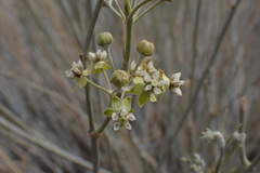 Gomphocarpus filiformis