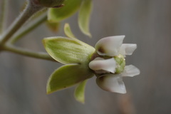 Gomphocarpus filiformis