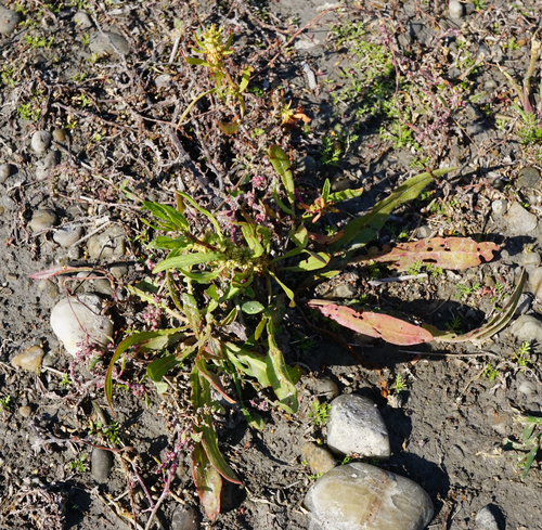 Image of Rumex palustris by (c) Patrick Hacker, some rights reserved (CC BY)
