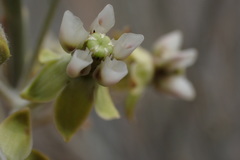 Gomphocarpus filiformis