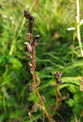 Pedicularis compacta