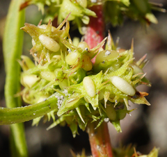 Rumex palustris