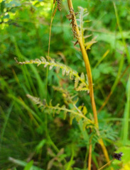 Pedicularis compacta