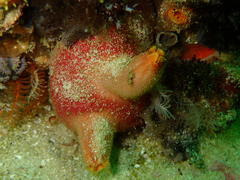 Ascidia incrassata