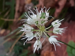 Allium ochroleucum