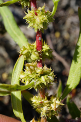 Rumex palustris