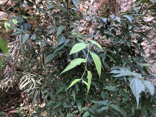 Crni koprivić (Celtis australis)