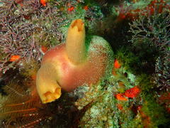 Ascidia incrassata
