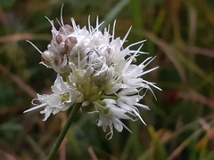 Allium ochroleucum