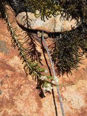 Dolichothrix ericoides