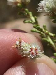 Dolichothrix ericoides