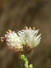 Dolichothrix ericoides