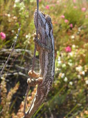 Bradypodion gutturale