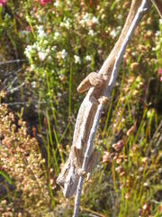 Bradypodion gutturale